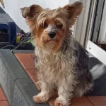 AniCura Aachen Tierärztliche Klinik für Kleintiere