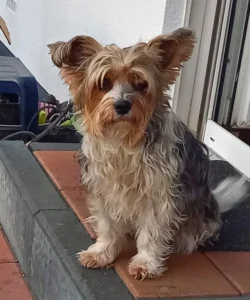 AniCura Aachen Tierärztliche Klinik für Kleintiere