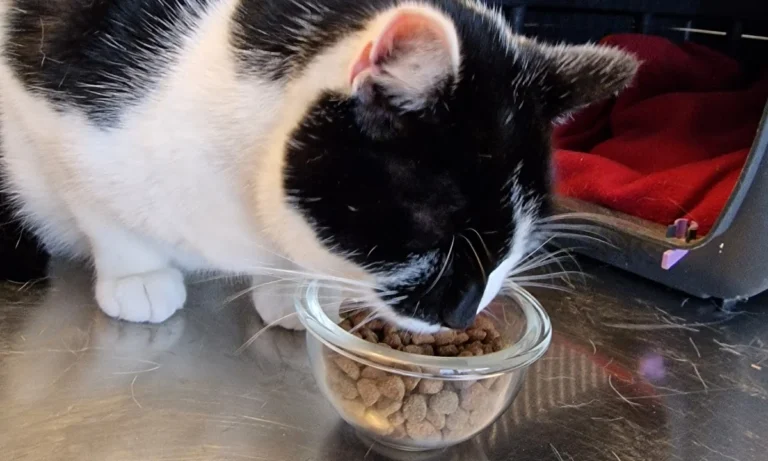 AniCura Aachen Tierärztliche Klinik für Kleintiere