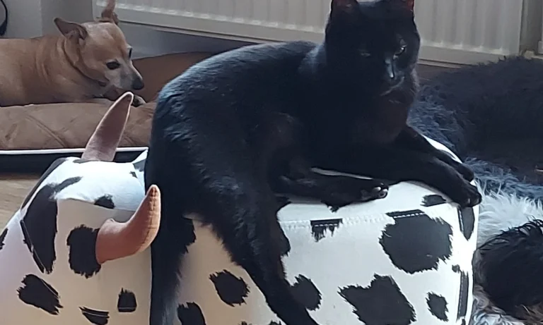 AniCura Aachen Tierärztliche Klinik für Kleintiere