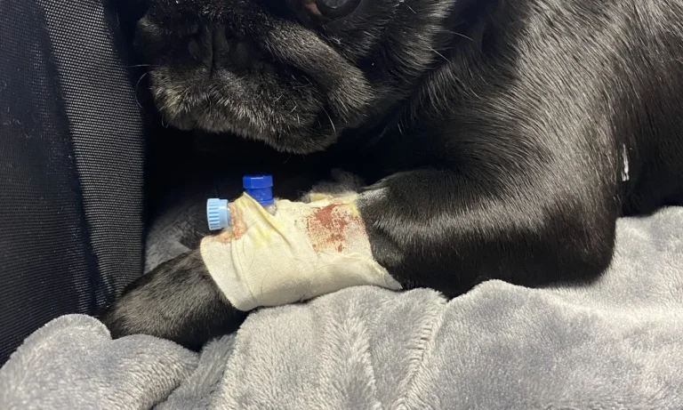 AniCura Aachen Tierärztliche Klinik für Kleintiere