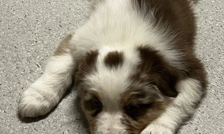 AniCura Aachen Tierärztliche Klinik für Kleintiere