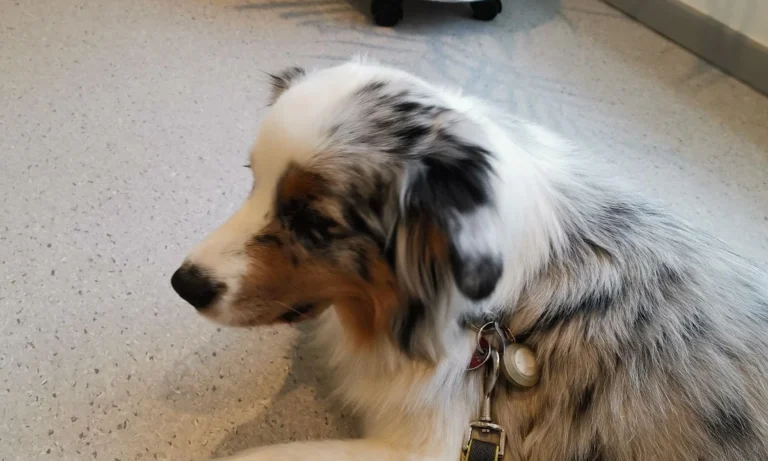 AniCura Aachen Tierärztliche Klinik für Kleintiere