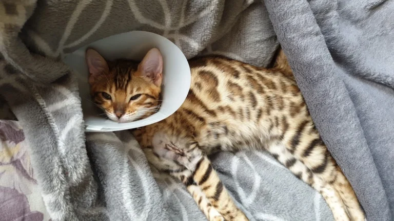 AniCura Aachen Tierärztliche Klinik für Kleintiere