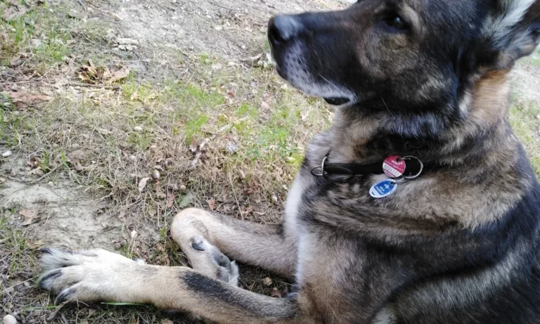 AniCura Aachen Tierärztliche Klinik für Kleintiere