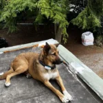 AniCura Hamburg Niendorf GmbH