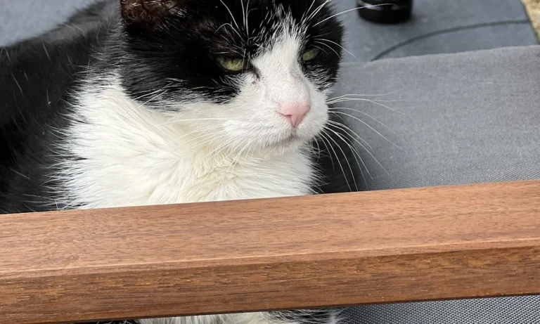 AniCura Hamburg Niendorf GmbH