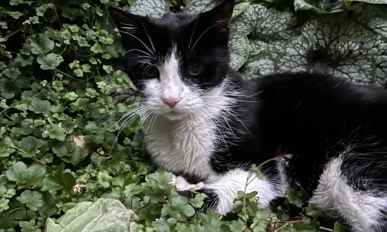 AniCura Hamburg Niendorf GmbH