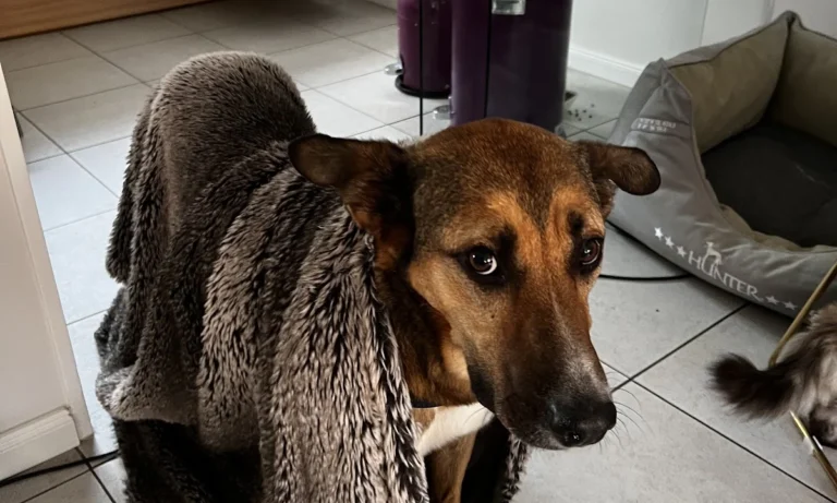 AniCura Hamburg Niendorf GmbH