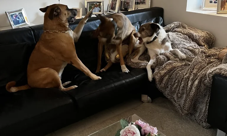 AniCura Hamburg Niendorf GmbH