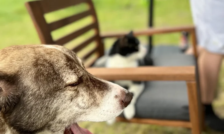 AniCura Hamburg Niendorf GmbH