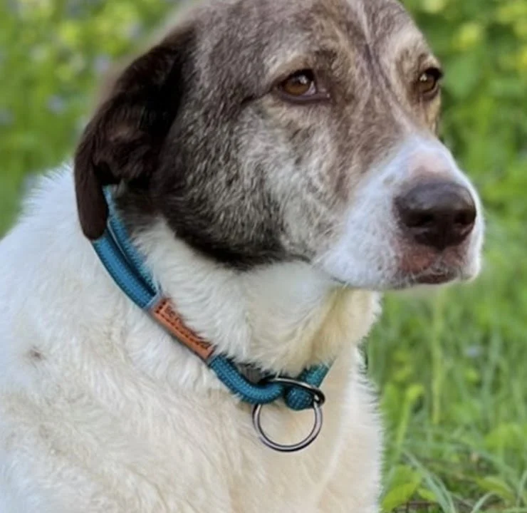 AniCura Hamburg Niendorf GmbH