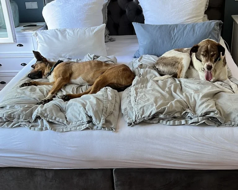 AniCura Hamburg Niendorf GmbH