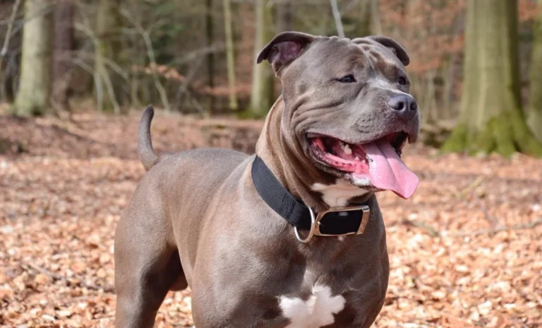 AniCura Hamburg Niendorf GmbH