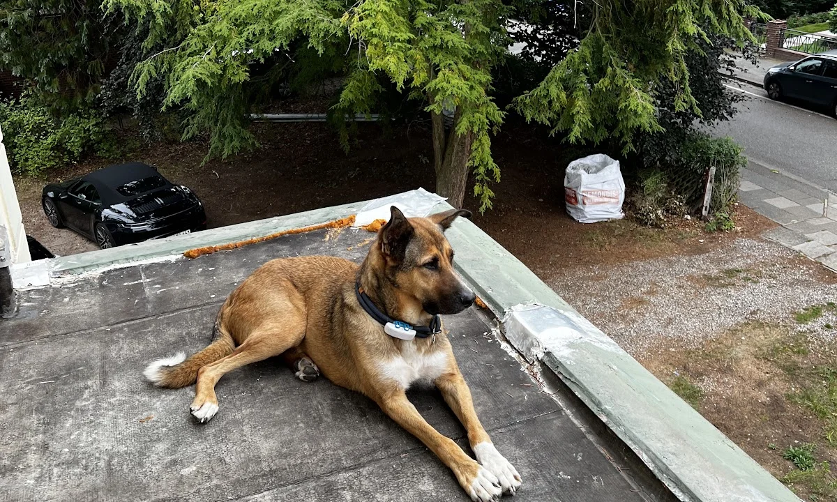 Tierarzt AniCura Hamburg Niendorf GmbH Hamburg