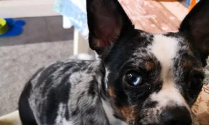 AniCura Kleintierpraxis Am Reststrauch (ehem. Tierärztliche Kleintierpraxis Claus Meyer)