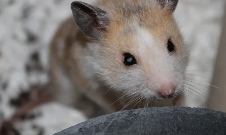 AniCura Kleintierpraxis Bremen