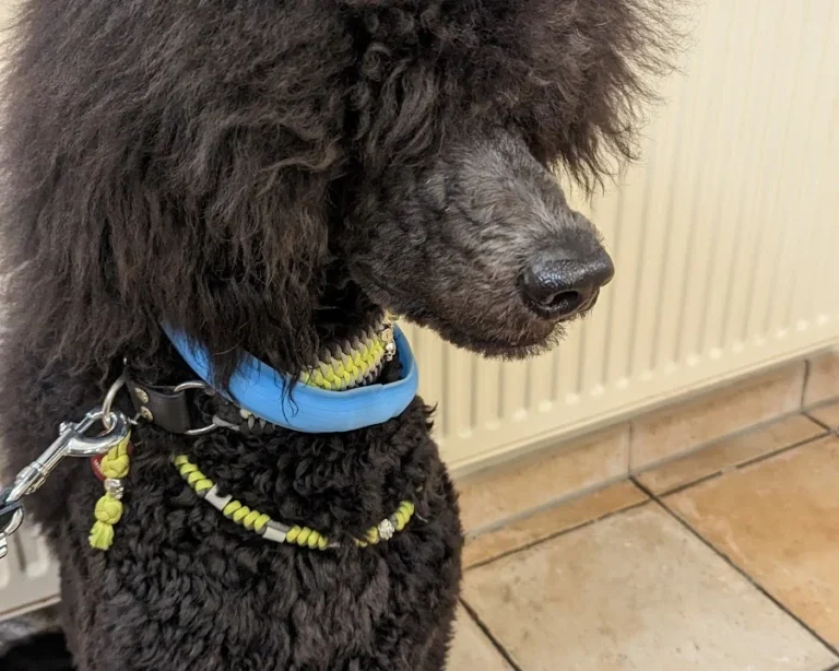 AniCura Kleintierpraxis Bremen