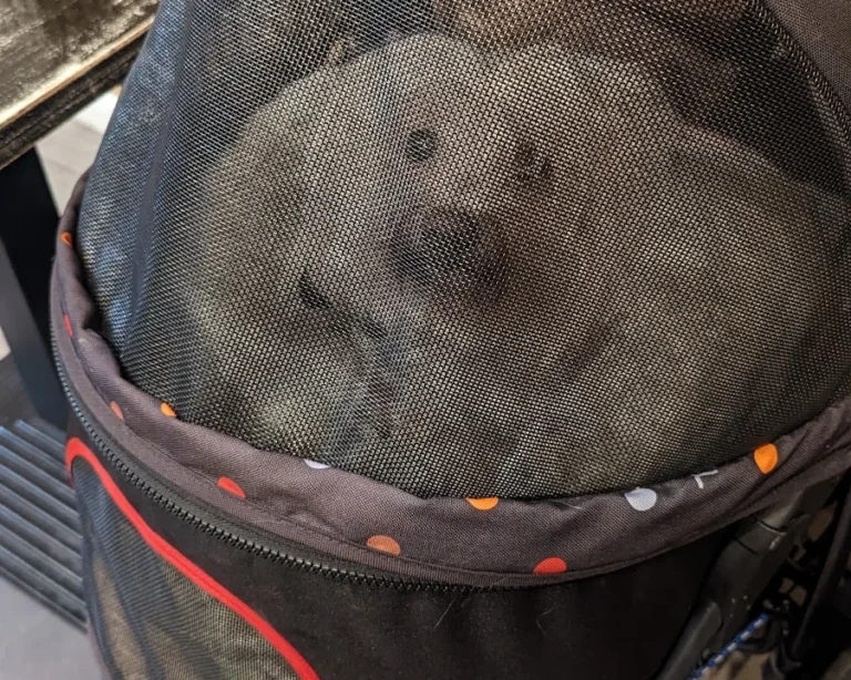 AniCura Kleintierpraxis Bremen