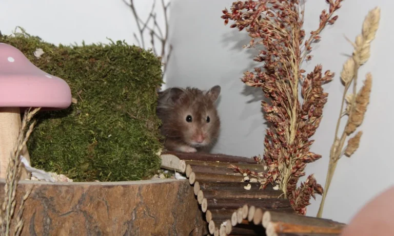 AniCura Kleintierpraxis Bremen