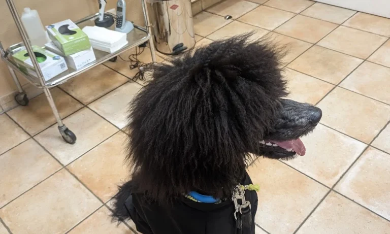 AniCura Kleintierpraxis Bremen