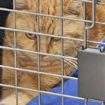 AniCura Tierärztliche Praxis für Kleintiere Krefeld