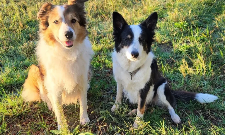 AniCura Tierärztliche Spezialisten Hamburg