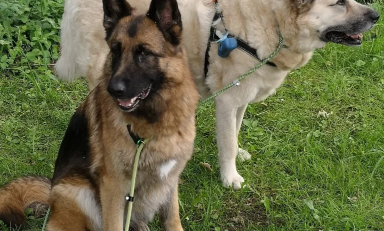 AniCura Tierärztliche Spezialisten Hamburg