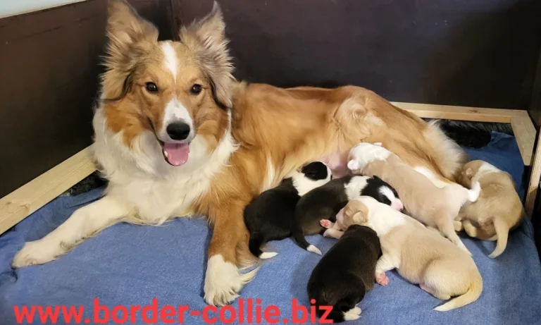 AniCura Tierärztliche Spezialisten Hamburg