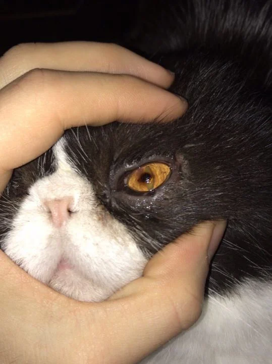 AniCura Tierärztliche Spezialisten Hamburg