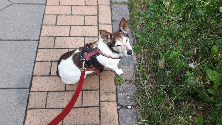 AniSana - Fachpraxis für Kleintiere