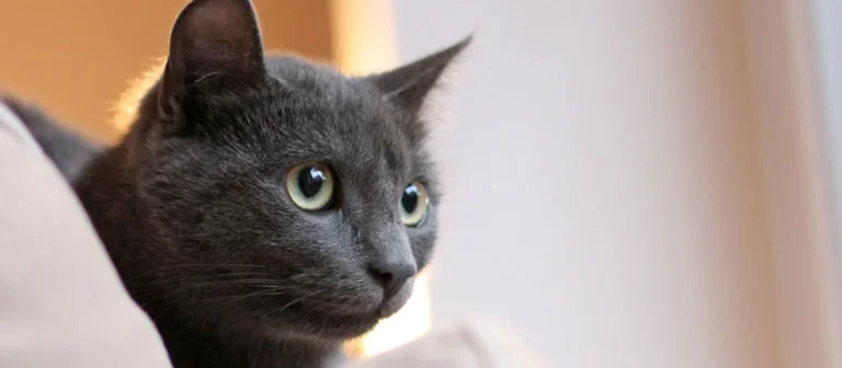 AniSana - Fachpraxis für Kleintiere