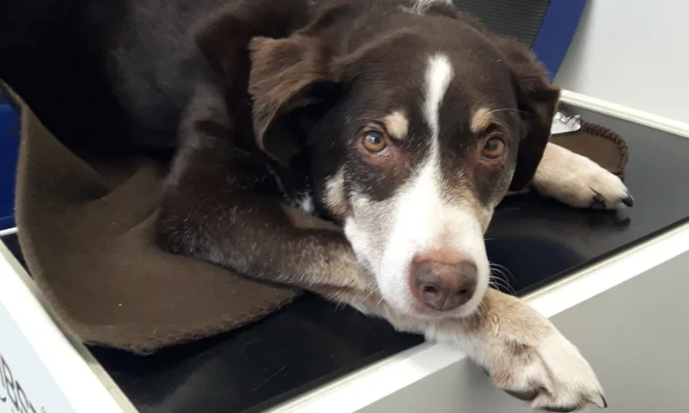 AniSana - Fachpraxis für Kleintiere