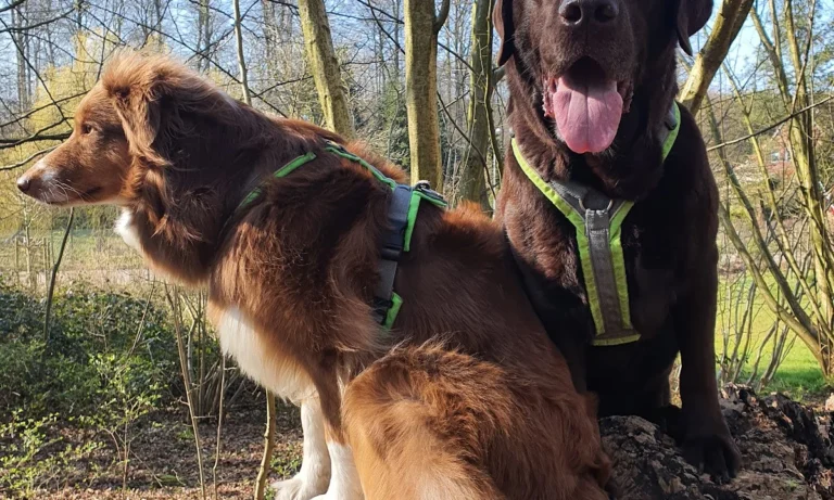 AniSana - Fachpraxis für Kleintiere