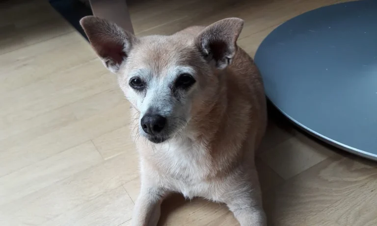 Astrid Ehme Tierarztpraxis