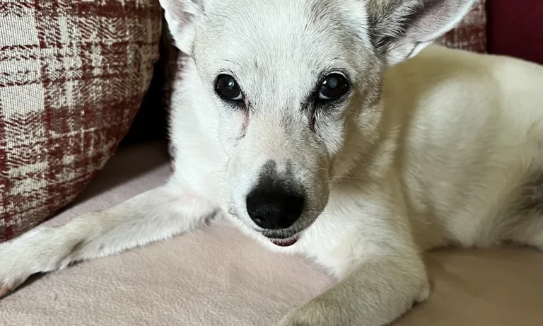 Astrid Ehme Tierarztpraxis