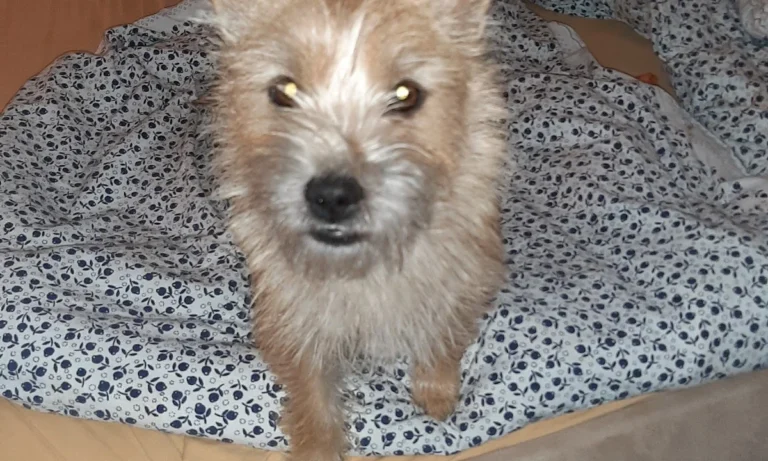 Astrid Ehme Tierarztpraxis