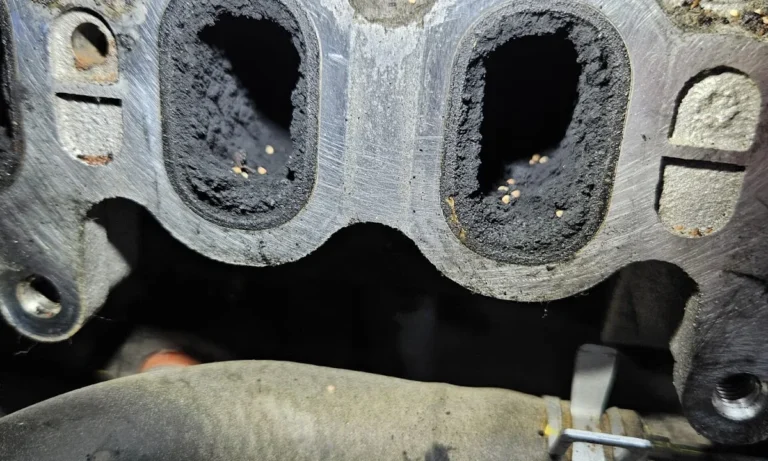 Auto-Check Bad-Berneck