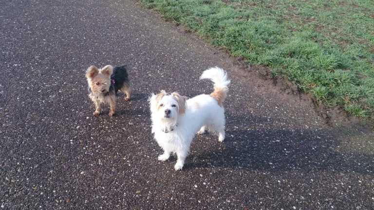 AUTO-ULLRICH E. K. Citroën Service