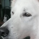 Baltes und Dr. Feith | Tierarzt Praxis in Köln