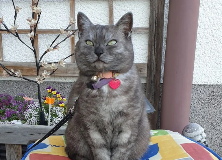 Barth Gisela Fachtierärztin