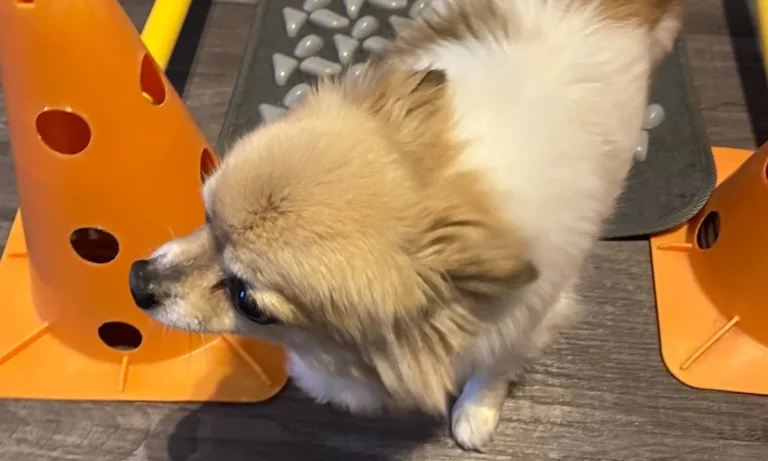 BewegungsTalent Tierphysiotherapie