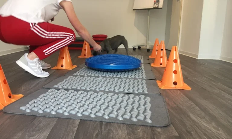 BewegungsTalent Tierphysiotherapie