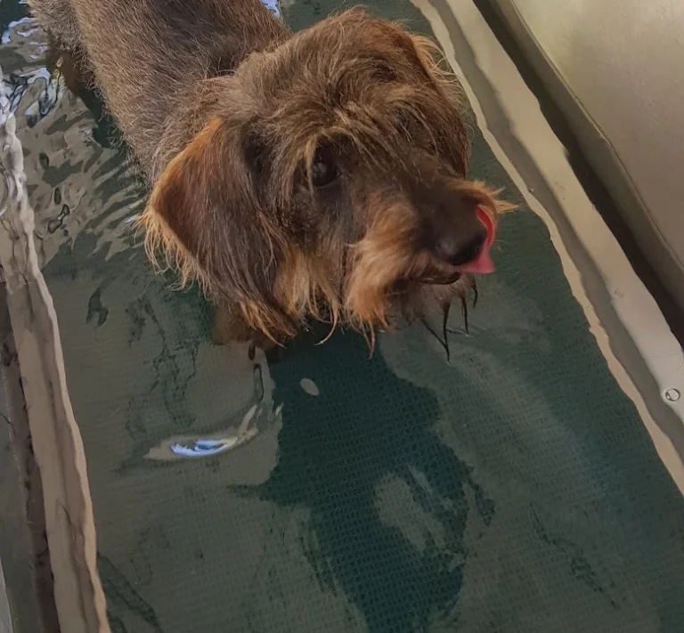 BewegungsTalent Tierphysiotherapie