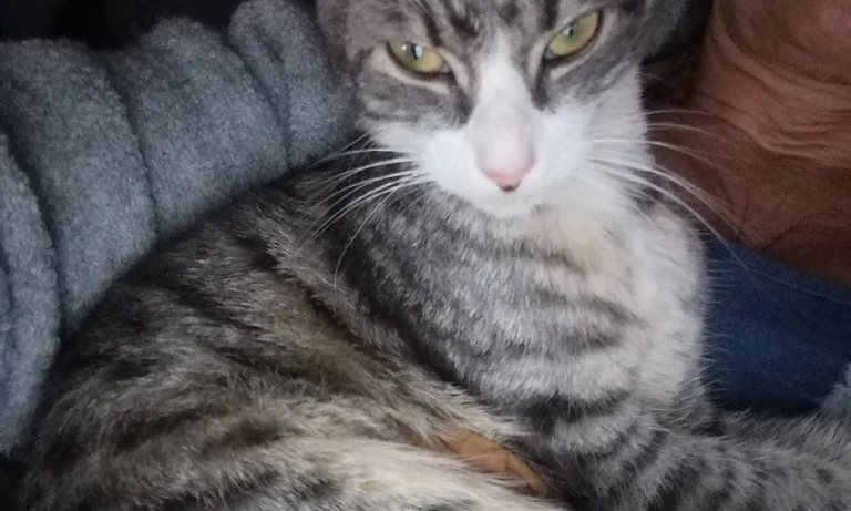 Bley Annette Tierärztin