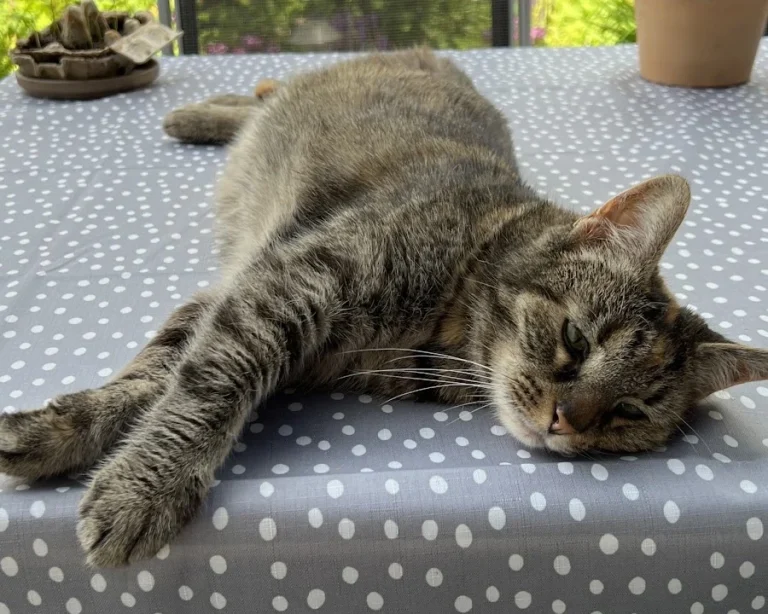 Bley Annette Tierärztin