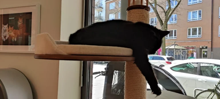 Cats Only -Tierarztpraxis für Katzen