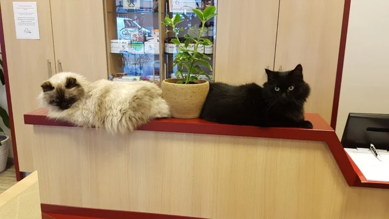 Cats Only -Tierarztpraxis für Katzen