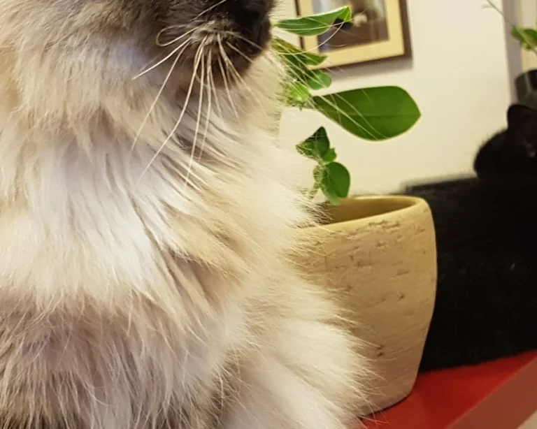 Cats Only -Tierarztpraxis für Katzen