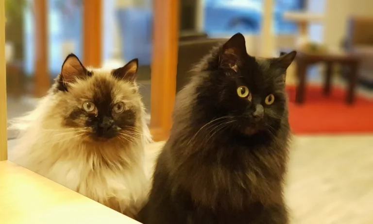 Cats Only -Tierarztpraxis für Katzen